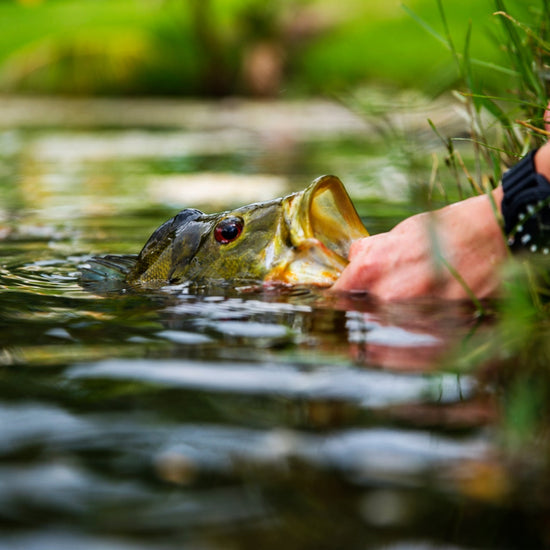 3 Pack Flashtail Bass Popper Size 6 - Blue Orange Bass Fly Fishing Bug Wide Gape Bass Hooks With Weed Guard - Hazy Fly Fishing