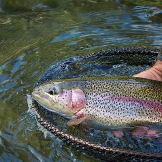 Barbless Bead Head Gold Ribbed Hare's Ear Nymph 6 Flies Hook Size 14 - Hazy Fly Fishing