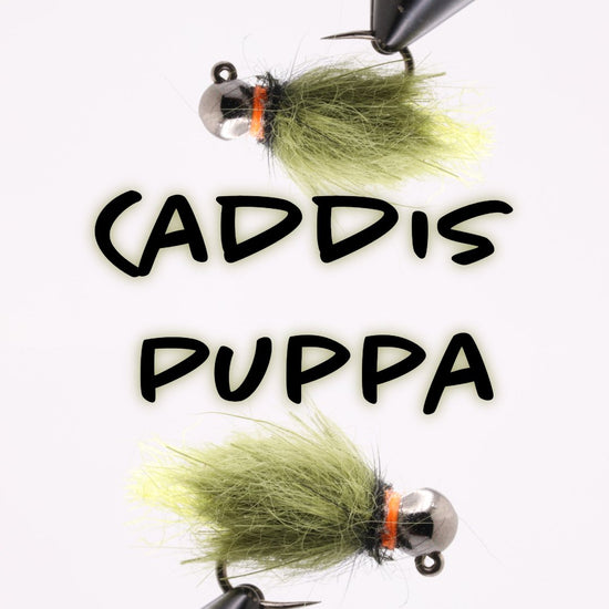 BH Caddis Pupa Olive - Hazy Fly Fishing