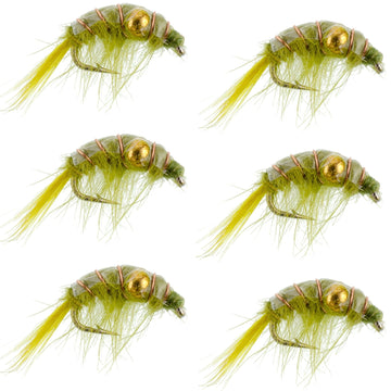 Olive Beaded Shrimp Scud Pattern - 6 Flies - Size 12 - Tailwater Lake Fly Fishing Nymph Flies - Hazy Fly Fishing