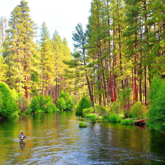 Tungsten Bead Hot Spot Pheasant Tail Tactical Jig Chartreuse Czech Nymph Euro Nymphing Fly - 1 Dozen Flies Size 16 - Hazy Fly Fishing