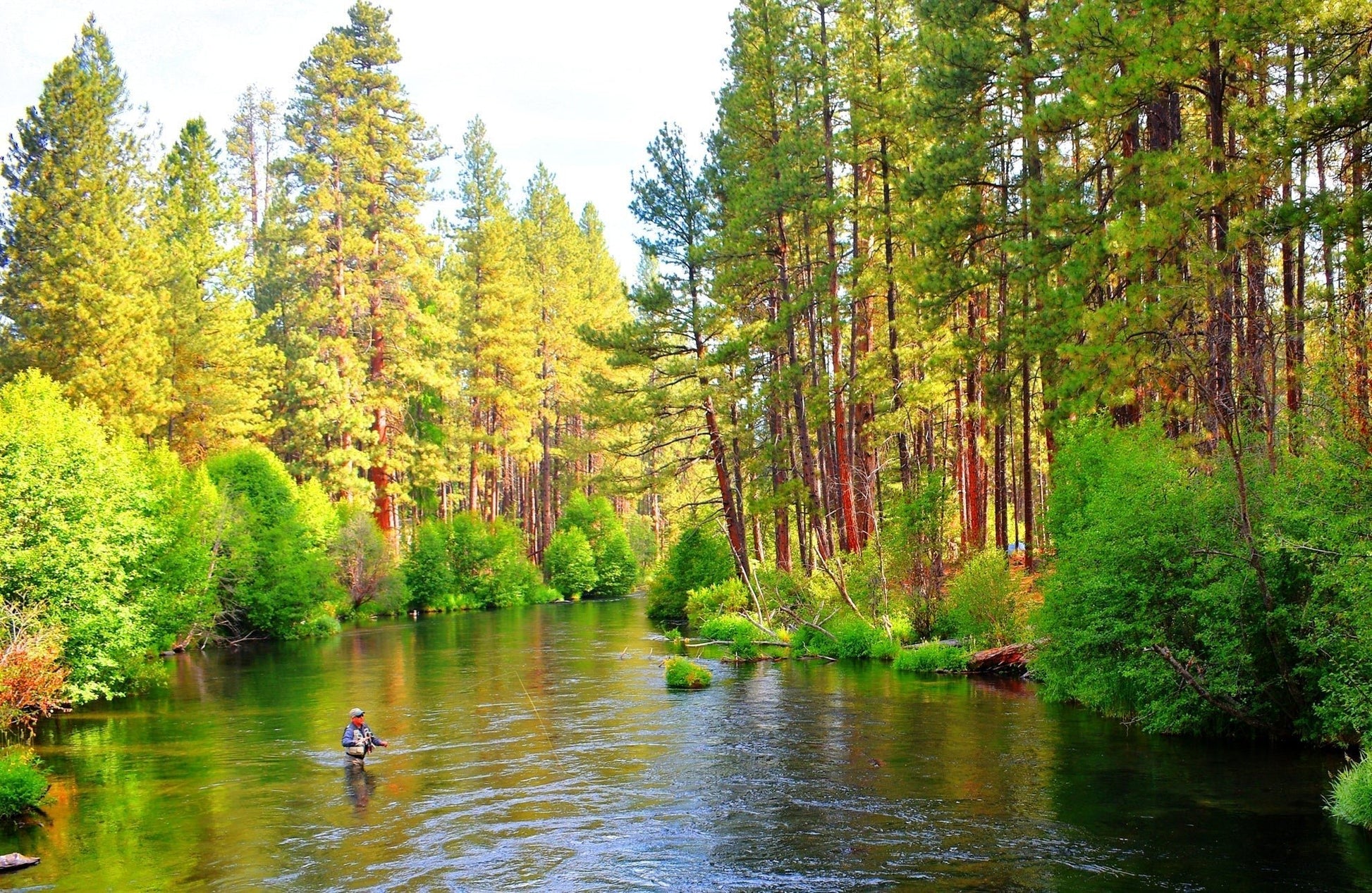 Tungsten Bead Hot Spot Pheasant Tail Tactical Jig Chartreuse Czech Nymph Euro Nymphing Fly - 6 Flies Size 12 - Hazy Fly Fishing