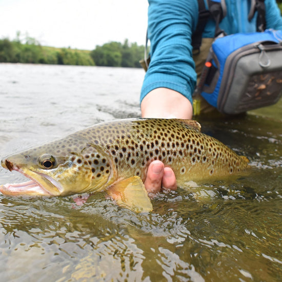 Yellow Humpy Classic Hair Wing Dry Fly - 6 Flies Hook Size 12 - Hazy Fly Fishing