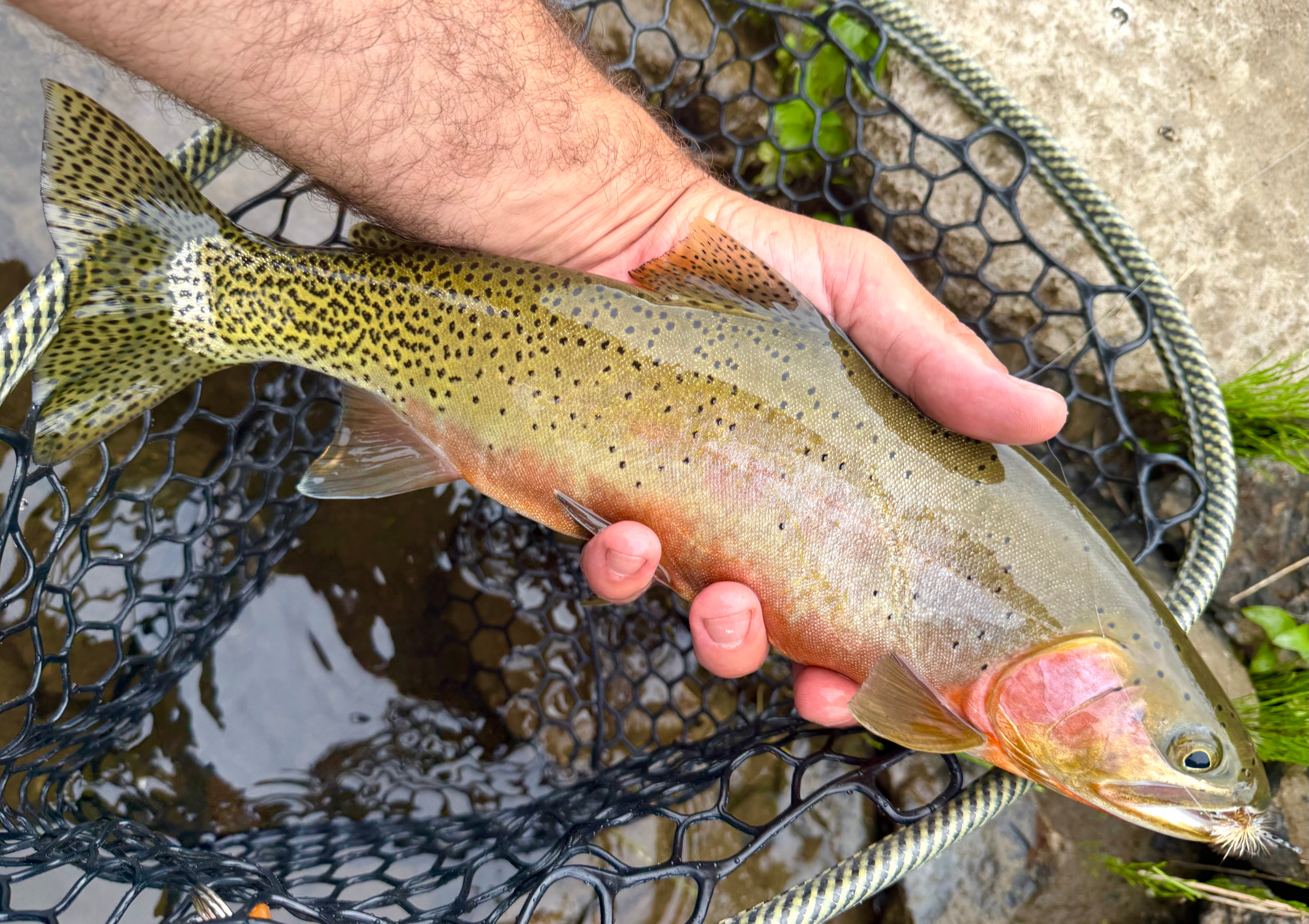 Hazy Fly Fishing