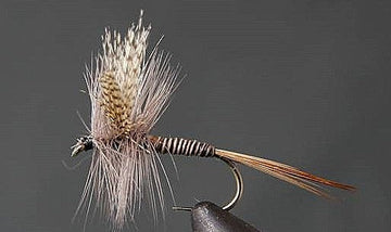 Red Quill
