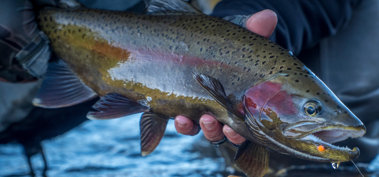 Hazy Fly Fishing