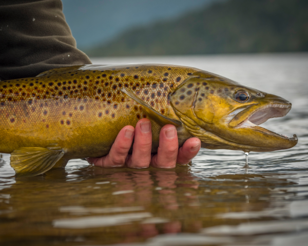 Hazy Fly Fishing