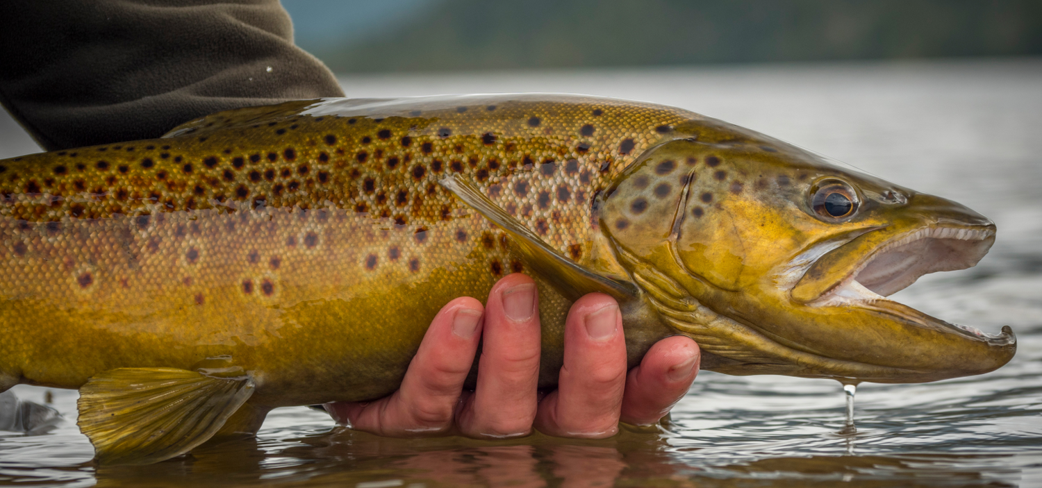 Hazy Fly Fishing