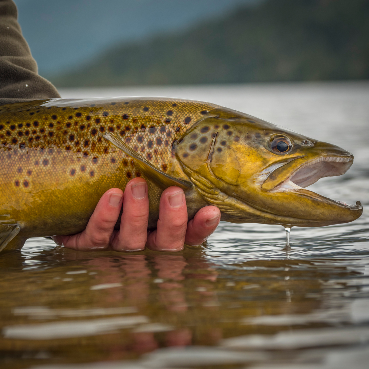 Hazy Fly Fishing