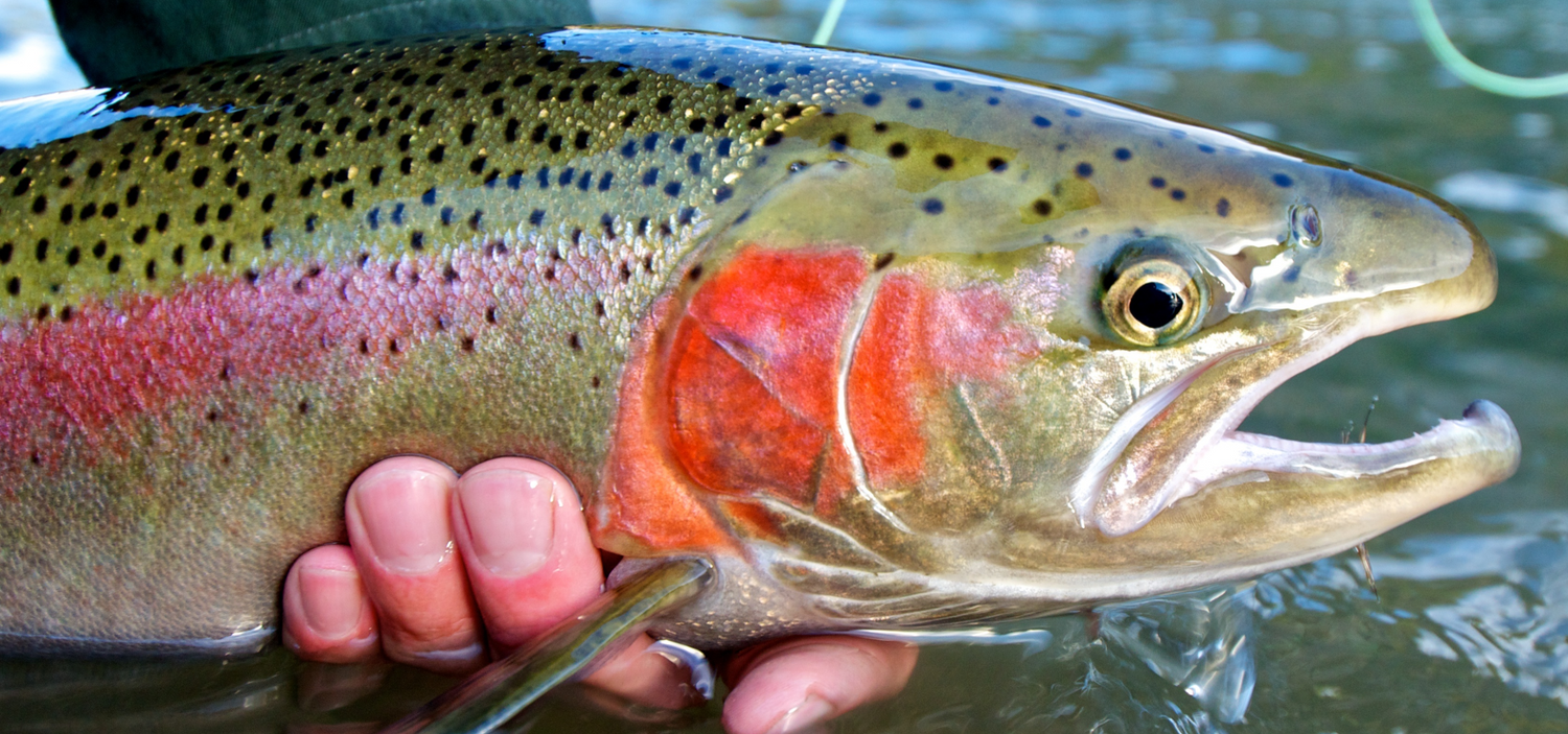 Hazy Fly Fishing