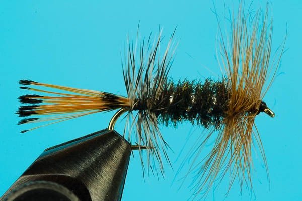 AZ Peacock Lady - Hazy Fly Fishing