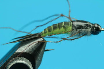 Big Ugly Stone - Beadhead - Hazy Fly Fishing