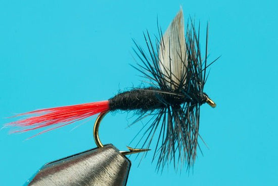 Black Gnat Red - Tail - Hazy Fly Fishing