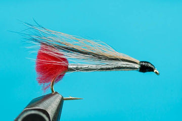 Black Nose Dace - Hazy Fly Fishing