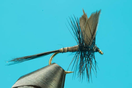 Black Quill - Hazy Fly Fishing