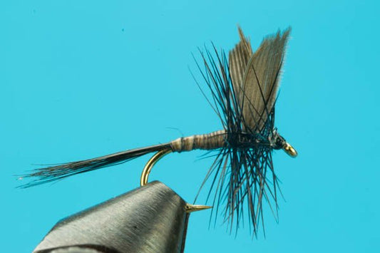 Black Quill - Hazy Fly Fishing