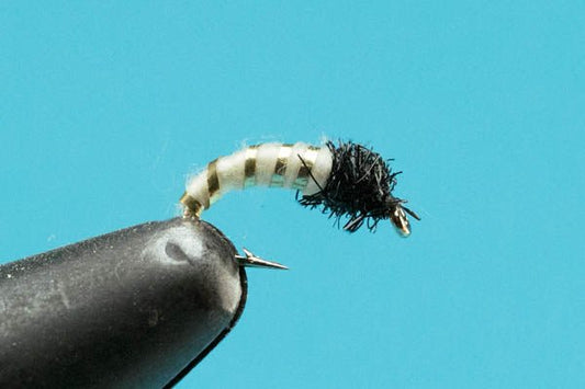 Caddis - Hazy Fly Fishing