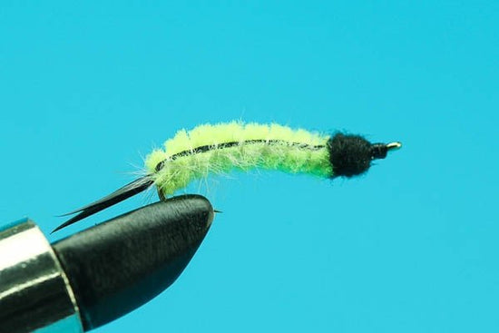 Catalpa Worm - Hazy Fly Fishing