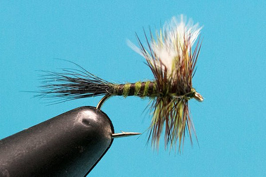 Colorado Green Drake - Hazy Fly Fishing