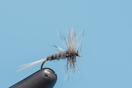 Gray Drake - Hazy Fly Fishing