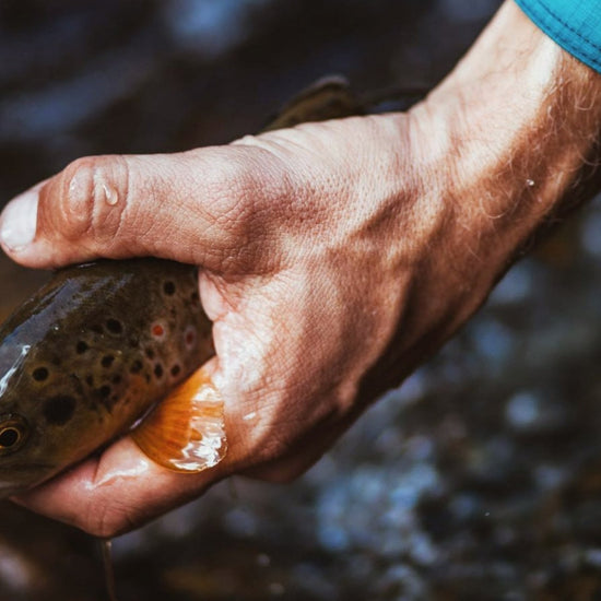 IWANA™ 12ft (360cm) - Hazy Fly Fishing