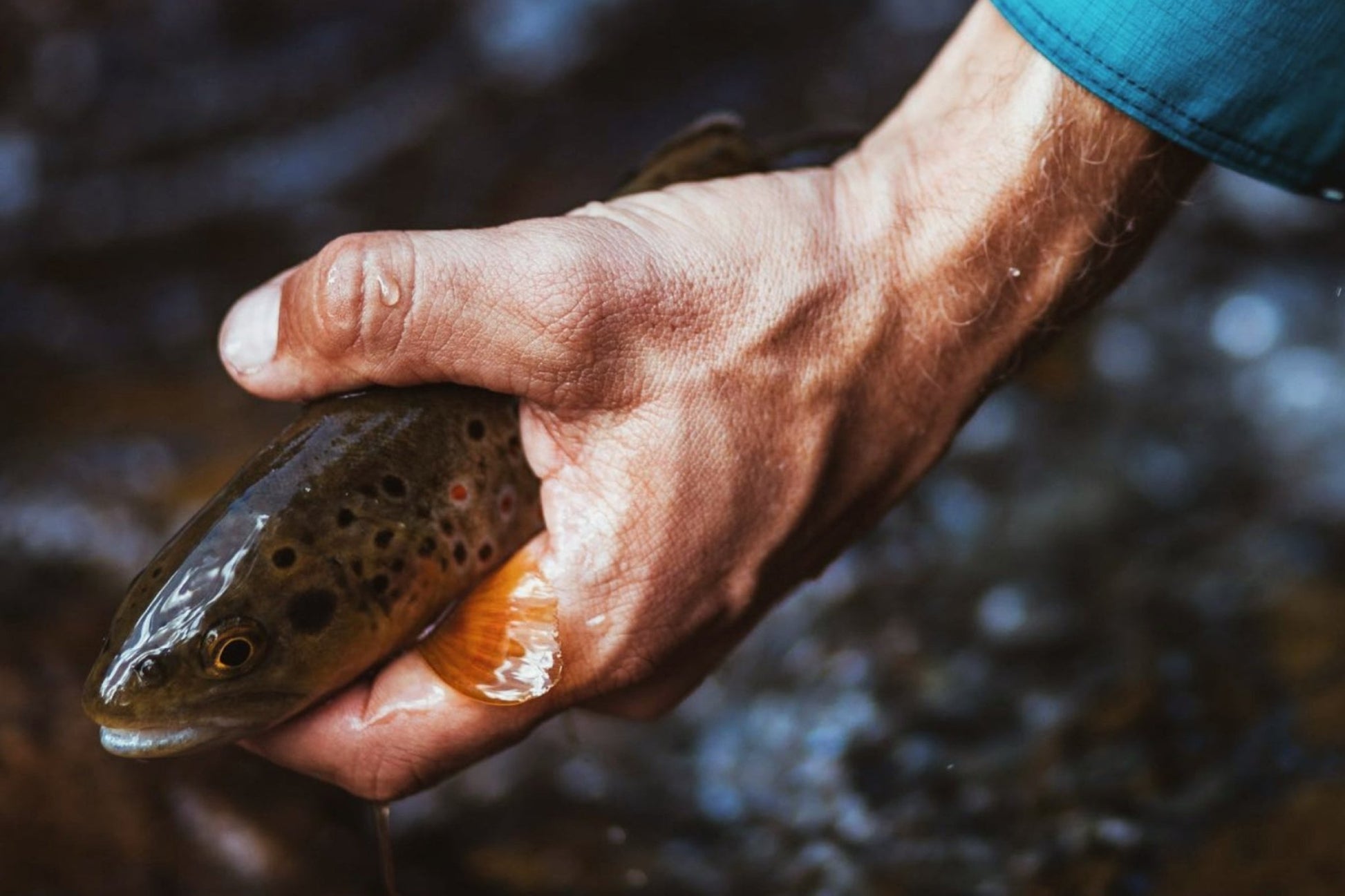 IWANA™ 12ft (360cm) - Hazy Fly Fishing