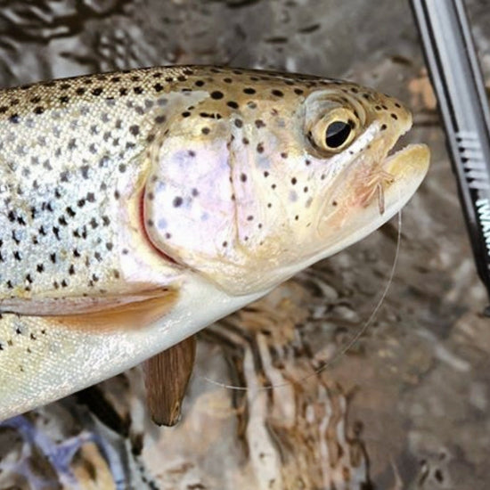 IWANA™ 12ft (360cm) - Hazy Fly Fishing