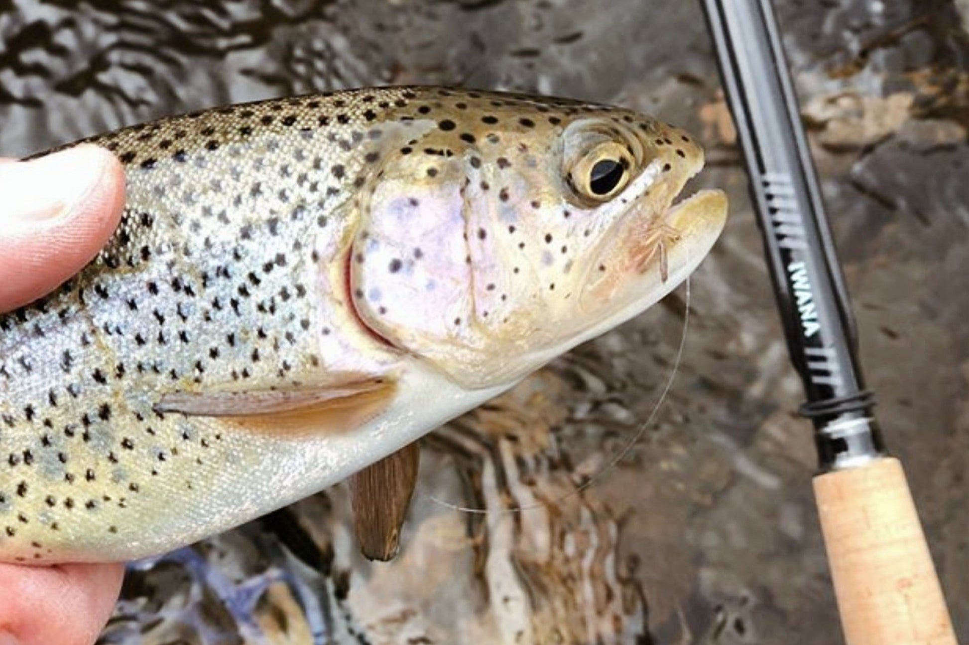 IWANA™ 12ft (360cm) - Hazy Fly Fishing