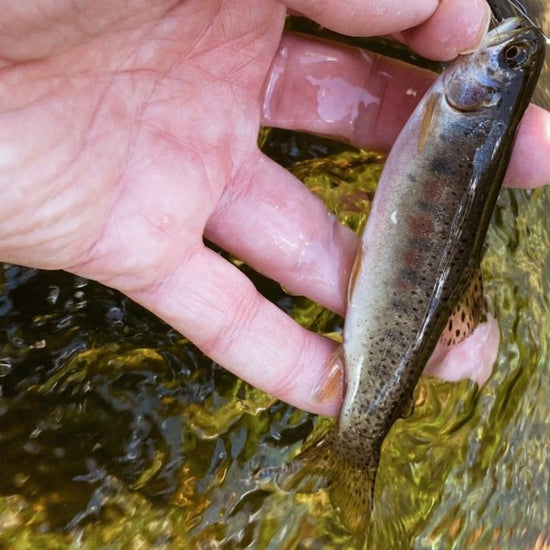 RHODO™ 8'10"/9'9"/10'6" (adjustable) - Hazy Fly Fishing