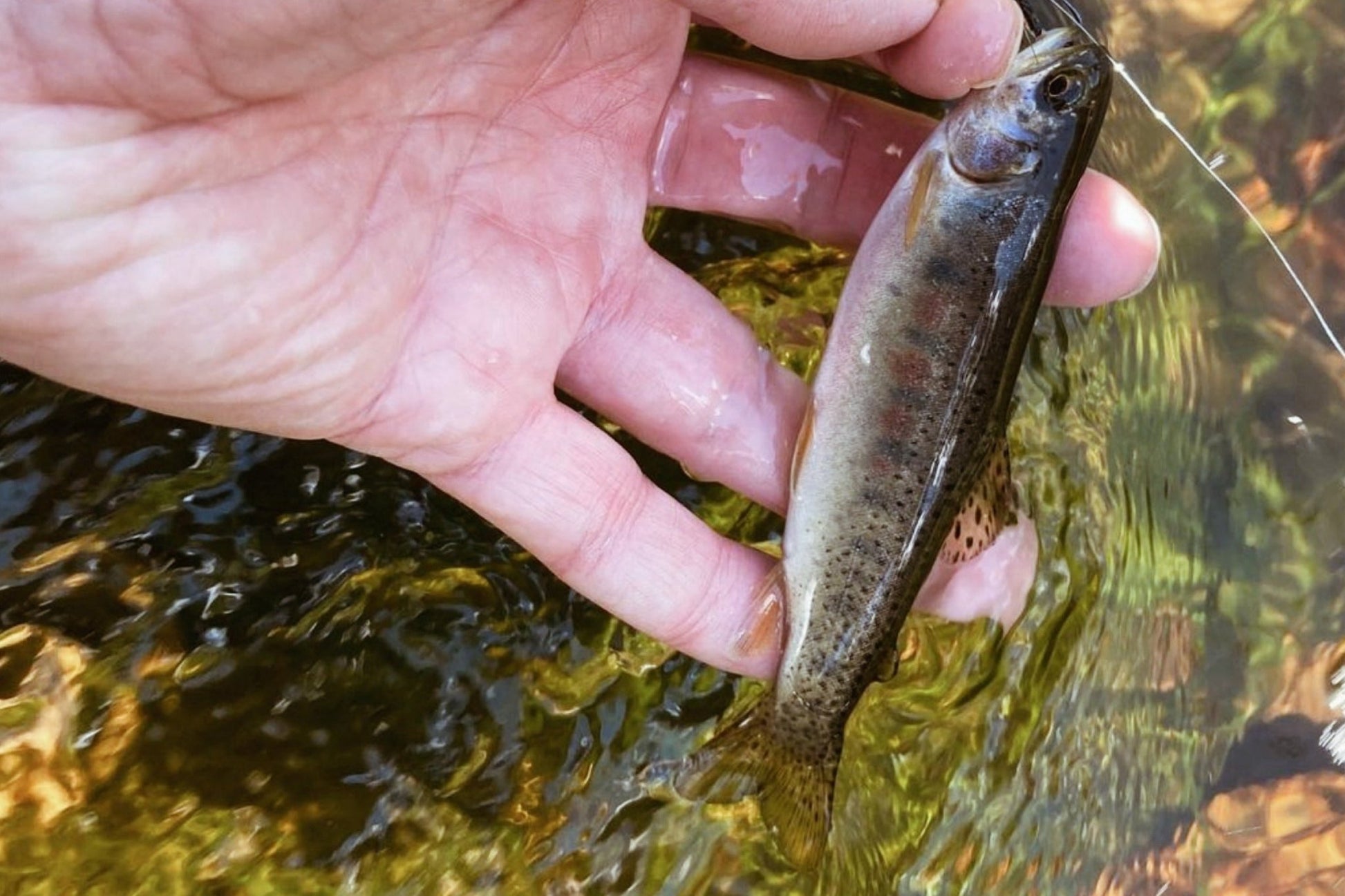RHODO™ 8'10"/9'9"/10'6" (adjustable) - Hazy Fly Fishing
