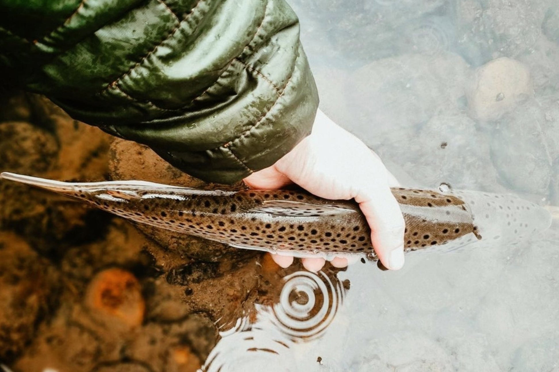 SATO™ 10'8"/ 11'10"/ 12'9" (adjustable) - Hazy Fly Fishing