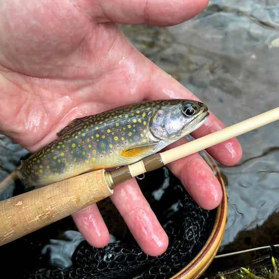 Small Stream Trout Kit - Hazy Fly Fishing