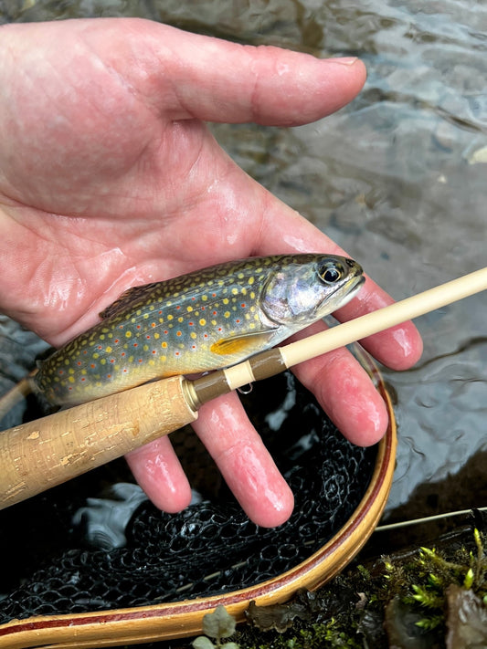 Small Stream Trout Kit - Hazy Fly Fishing