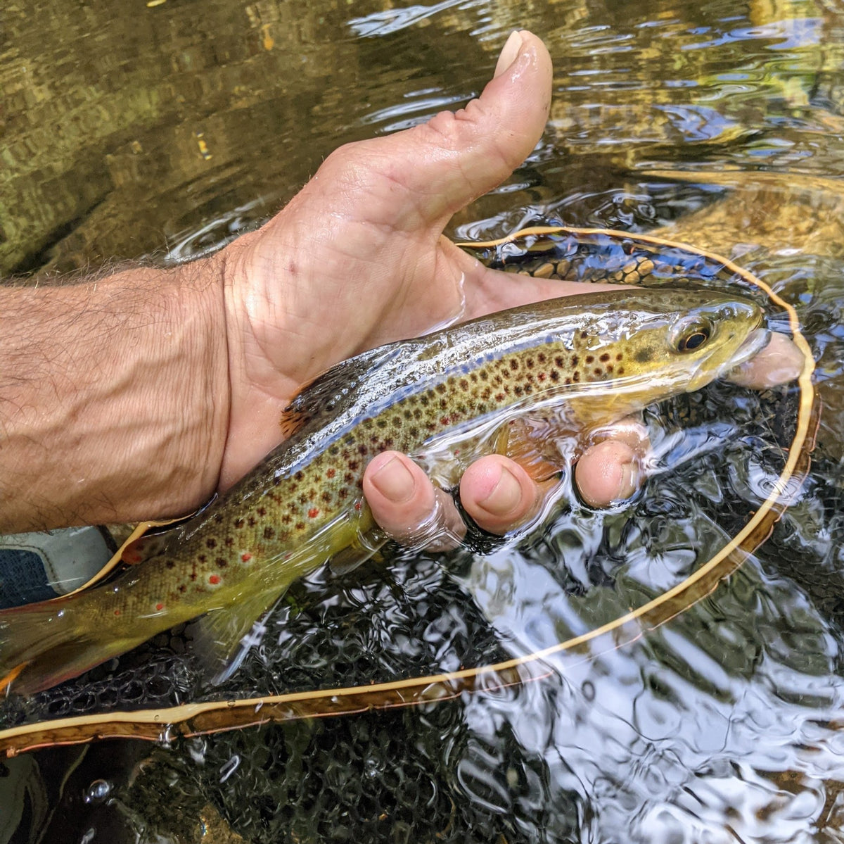 The Brookie - Hazy Fly Fishing