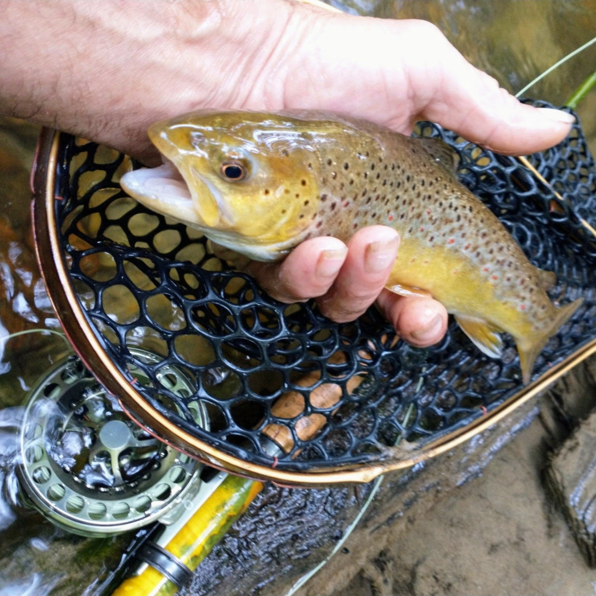 The Pocket Water - Hazy Fly Fishing