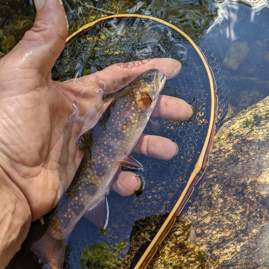 The Speck - Hazy Fly Fishing