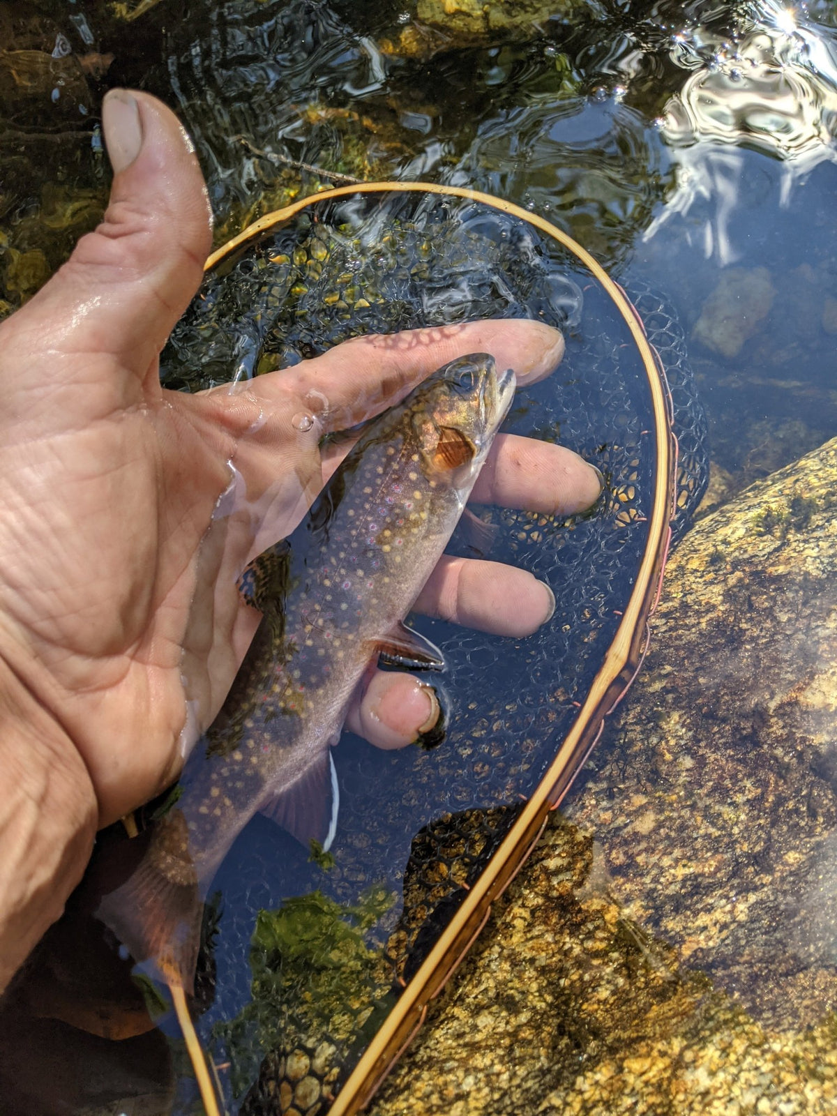 The Speck - Hazy Fly Fishing